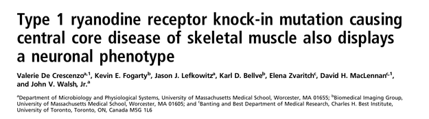 Type 1 ryanodine receptor knock-in mutation causing central core disease of skeletal muscle also displays a neuronal phenotype.