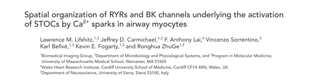 Spatial organization of RYRs and BK channels underlying the activation of STOCs by Ca(2+) sparks in airway myocytes.
