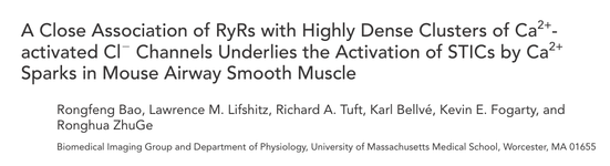 A Close Association of RyRs with Highly Dense Clusters of Ca2+- activated ClϪ Channels Underlies the Activation of STICs by Ca2+ Sparks in Mouse Airway Smooth Muscle